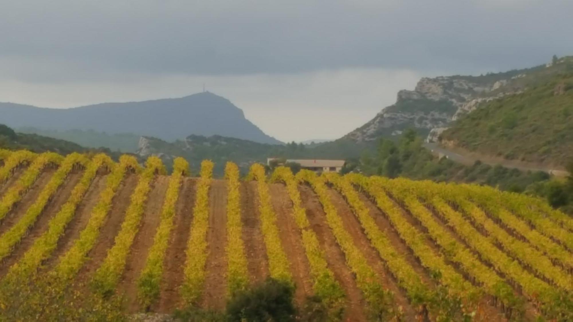 Gite Dans Ancienne Bergerie En Pleine Garrigue Fraissé-des-Corbières Exterior foto